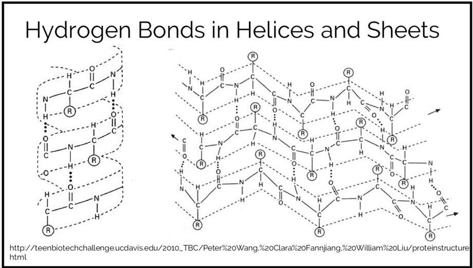 Hydrogen Bonds in Helices and Sheets